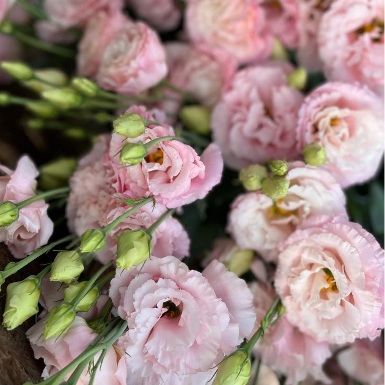 Lisianthus 'Pink Diamond'