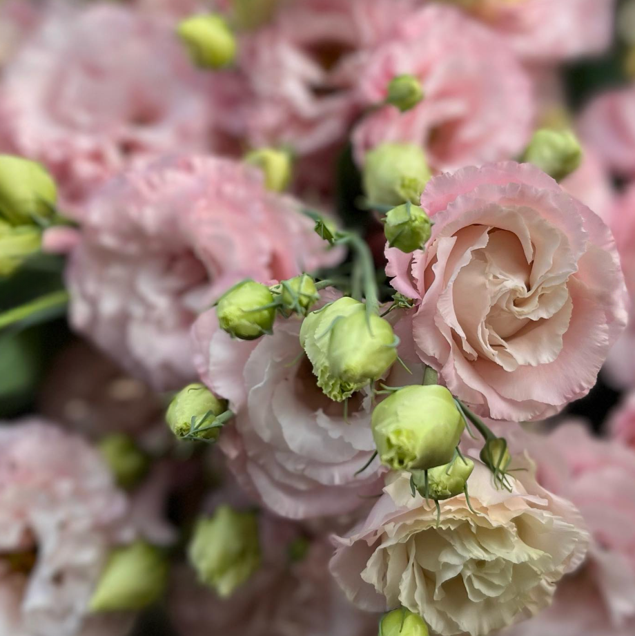 Lisianthus 'Pink Diamond'