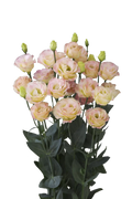 Lisianthus 'Pink Diamond'