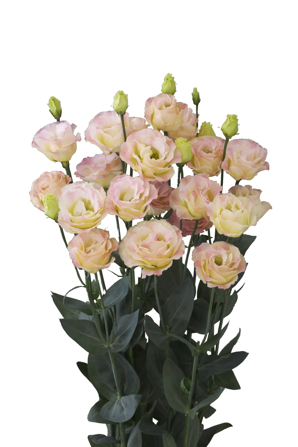Lisianthus 'Pink Diamond'