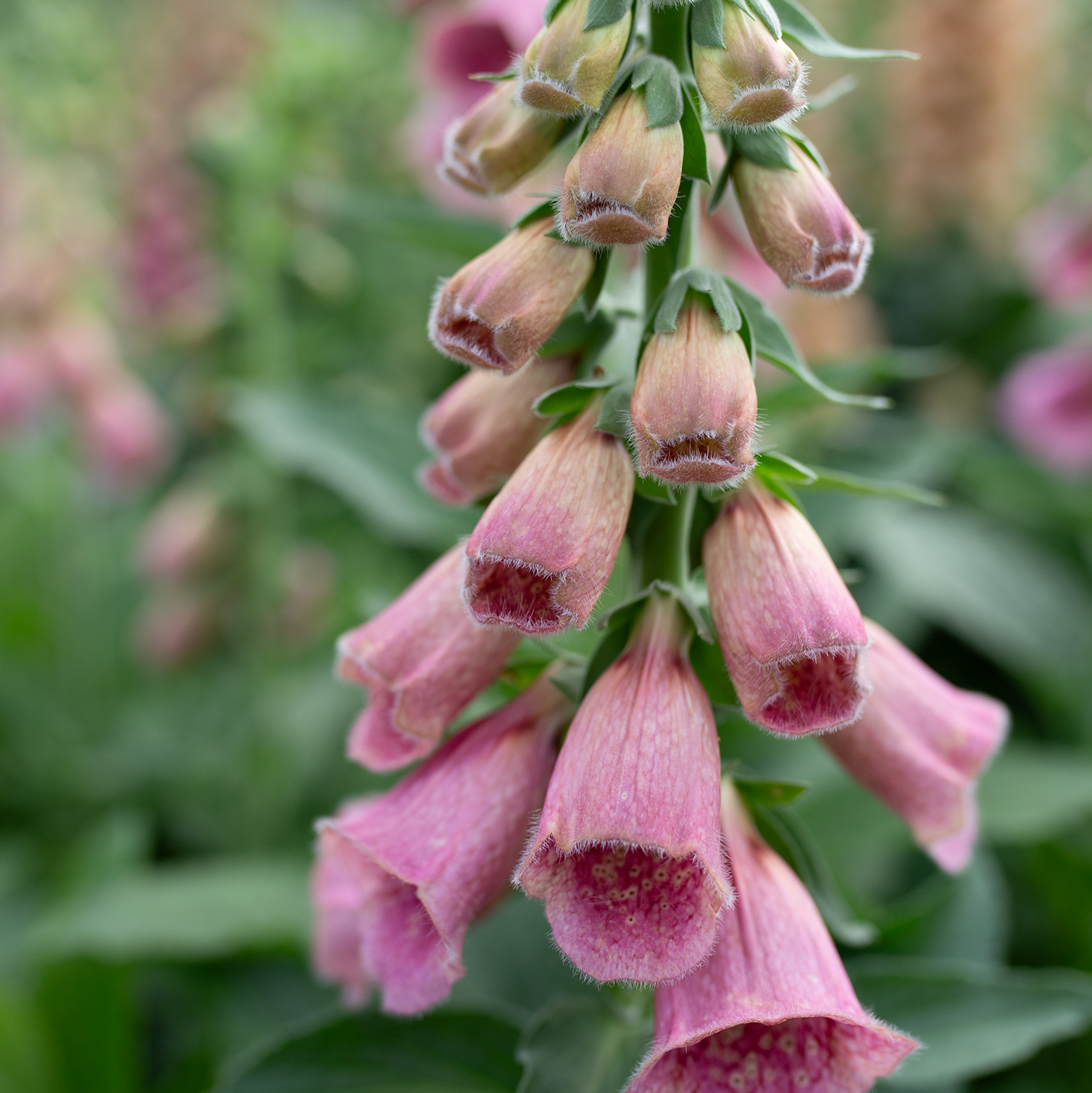Foxglove 'Strawberry'