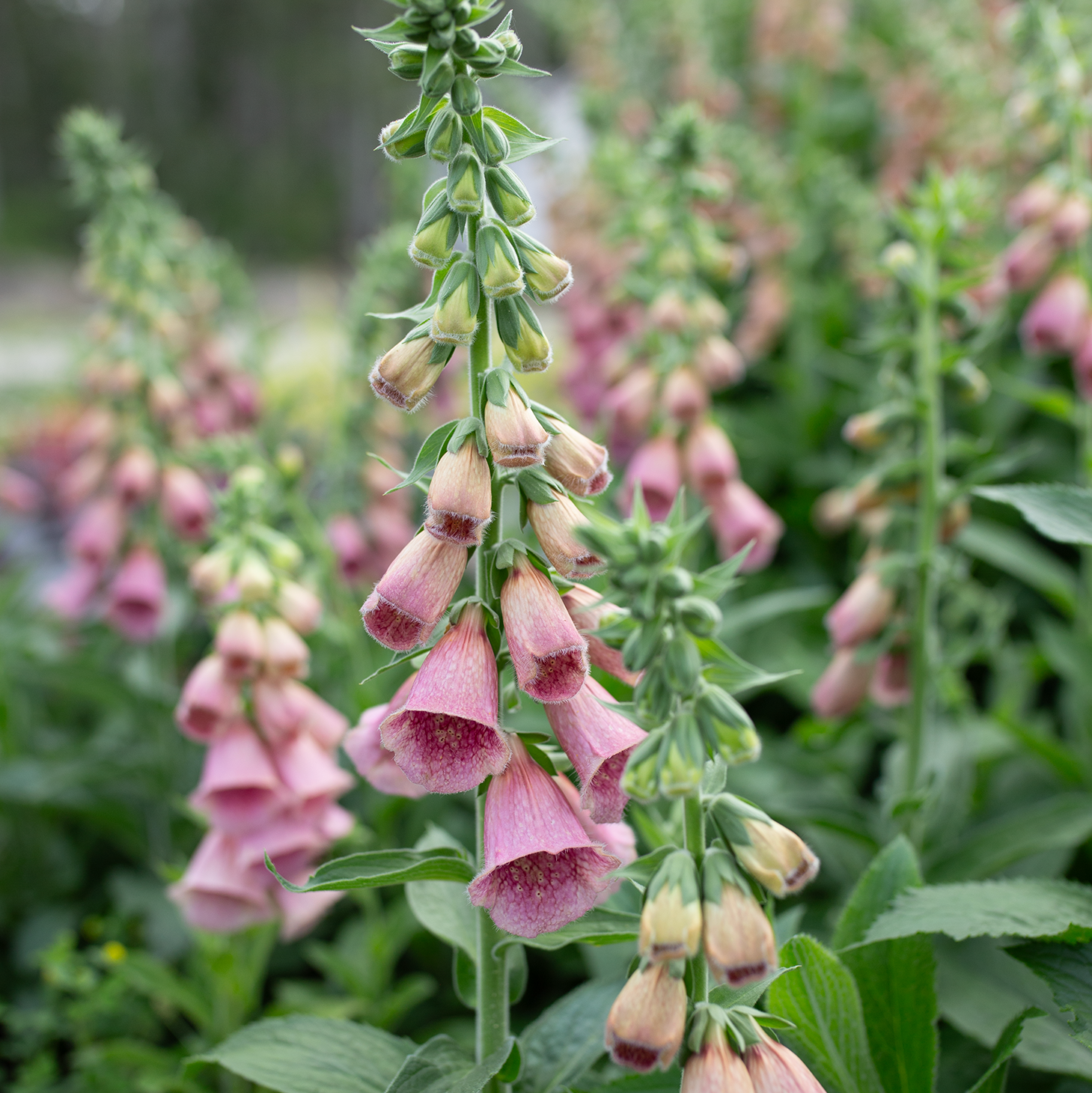 Foxglove 'Strawberry'