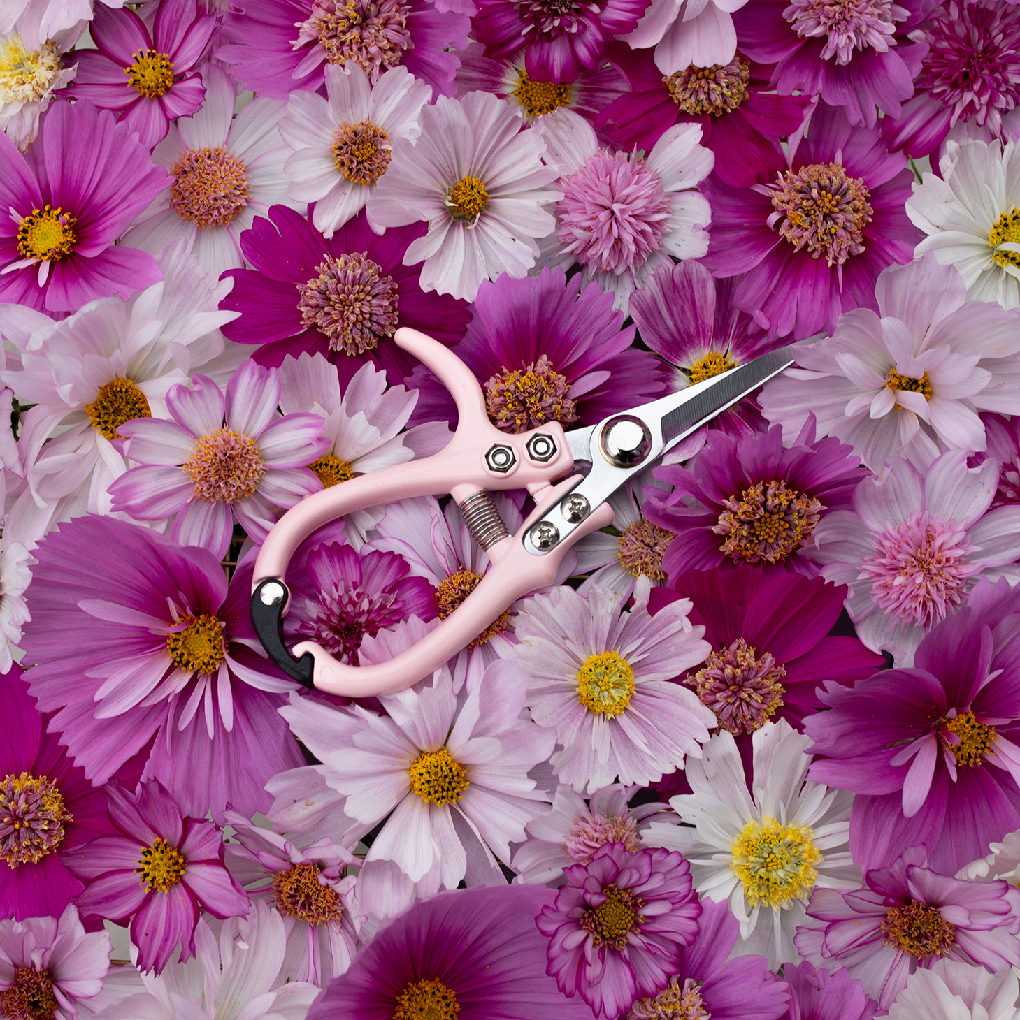 Floral Snips 'Blushed'