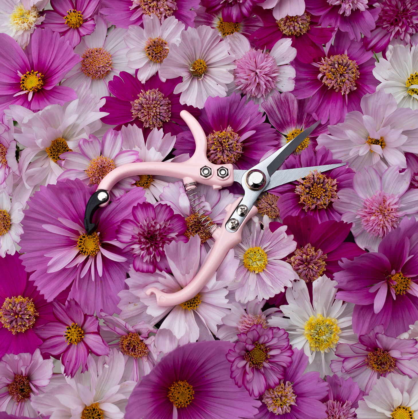 Floral Snips 'Blushed'