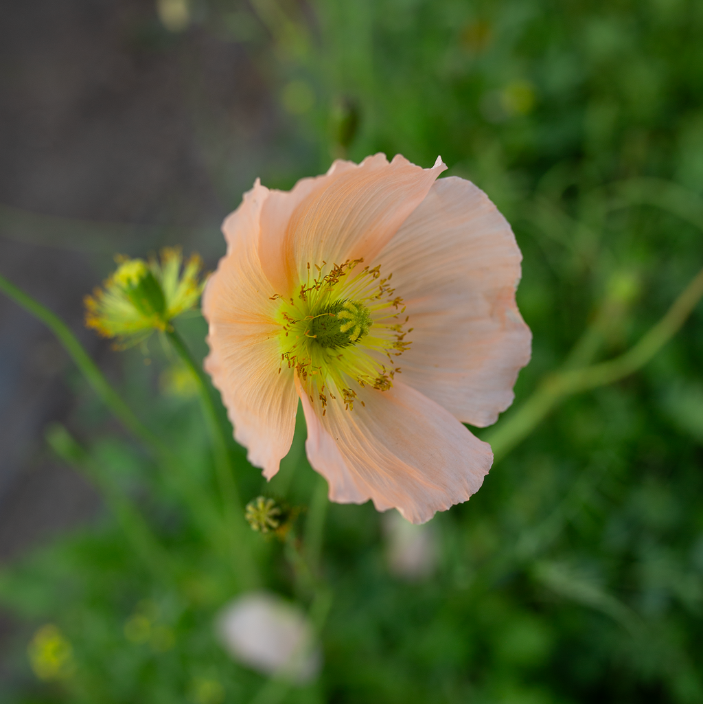 Iceland Poppies 'Pastel Meadows'