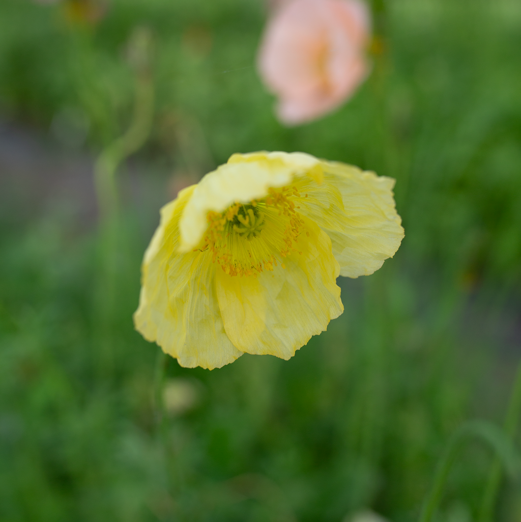 Iceland Poppies 'Pastel Meadows'