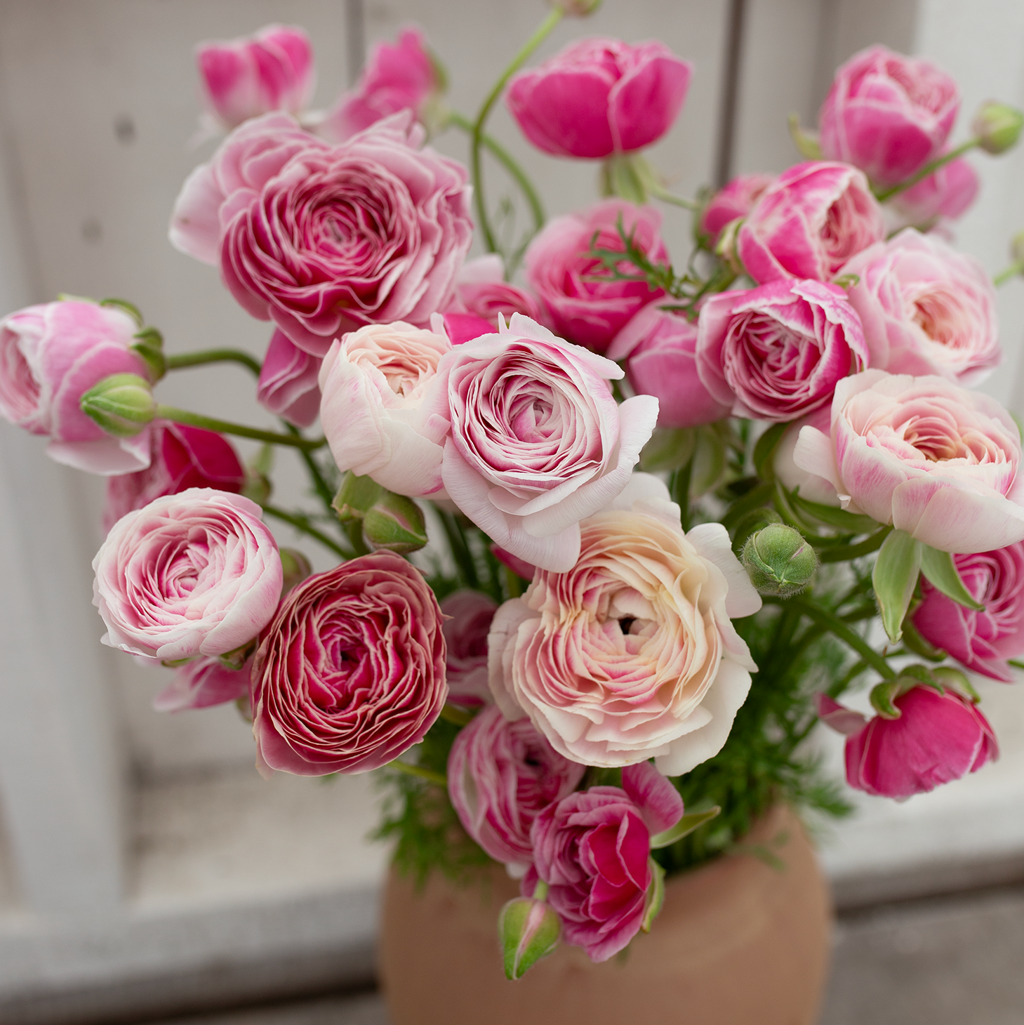 Ranunculus 'Porcelaine'