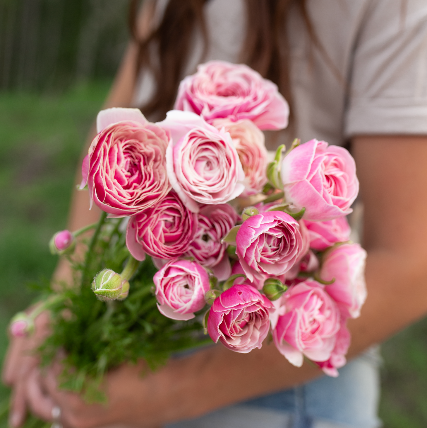 Ranunculus 'Porcelaine'
