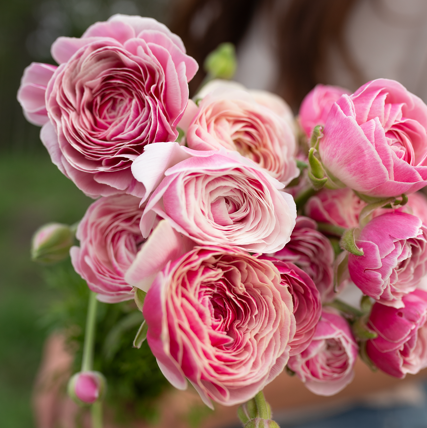 Ranunculus 'Porcelaine'