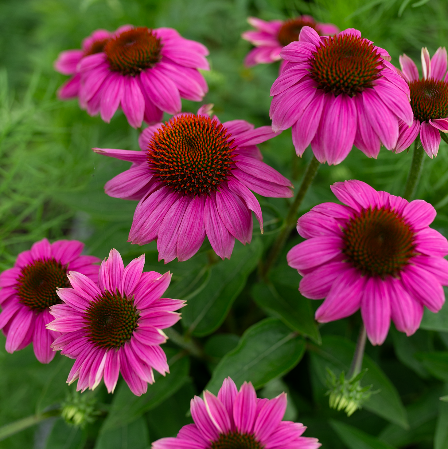 Echinacea 'PowWow Wild Berry'