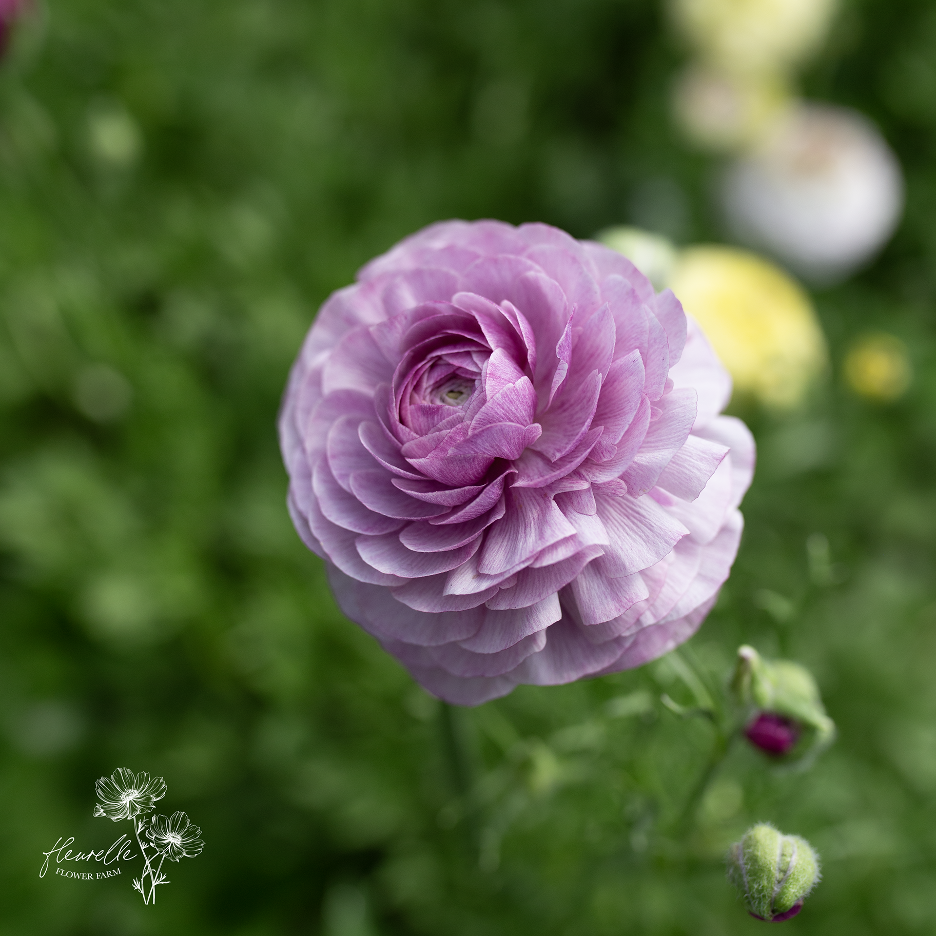Ranunculus 'Purple Jean'