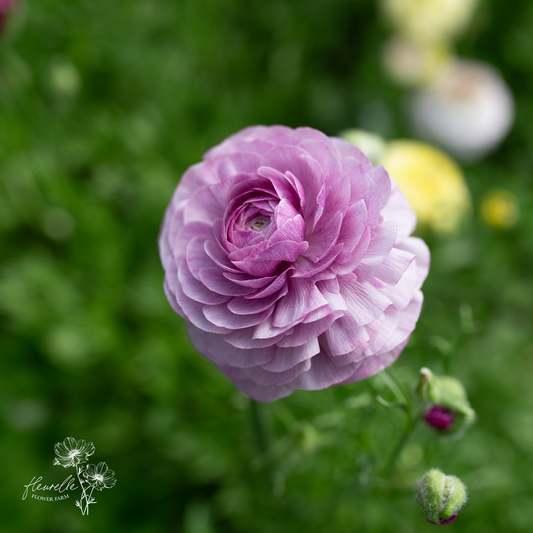 Ranunculus 'Purple Jean'