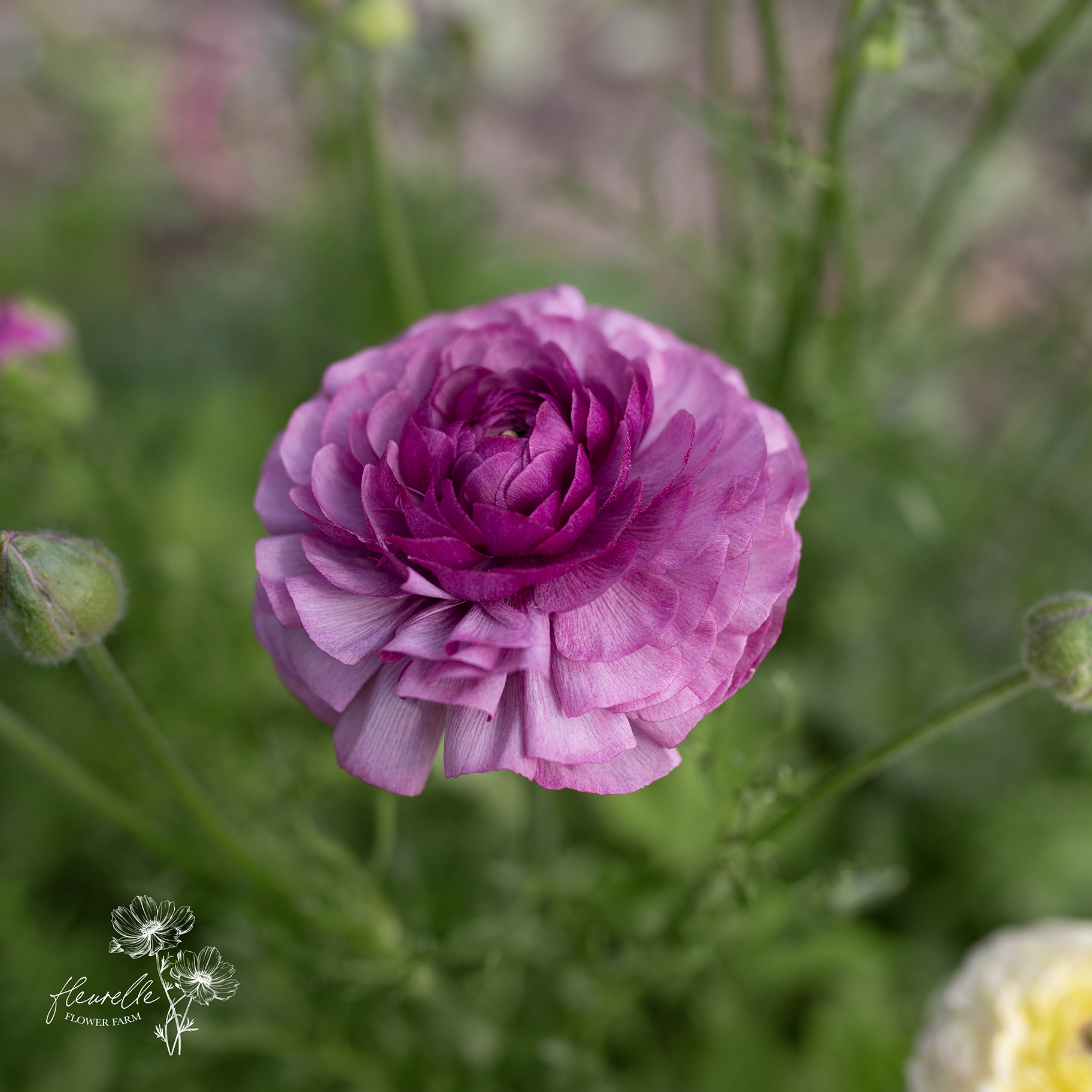 Ranunculus 'Purple Jean'