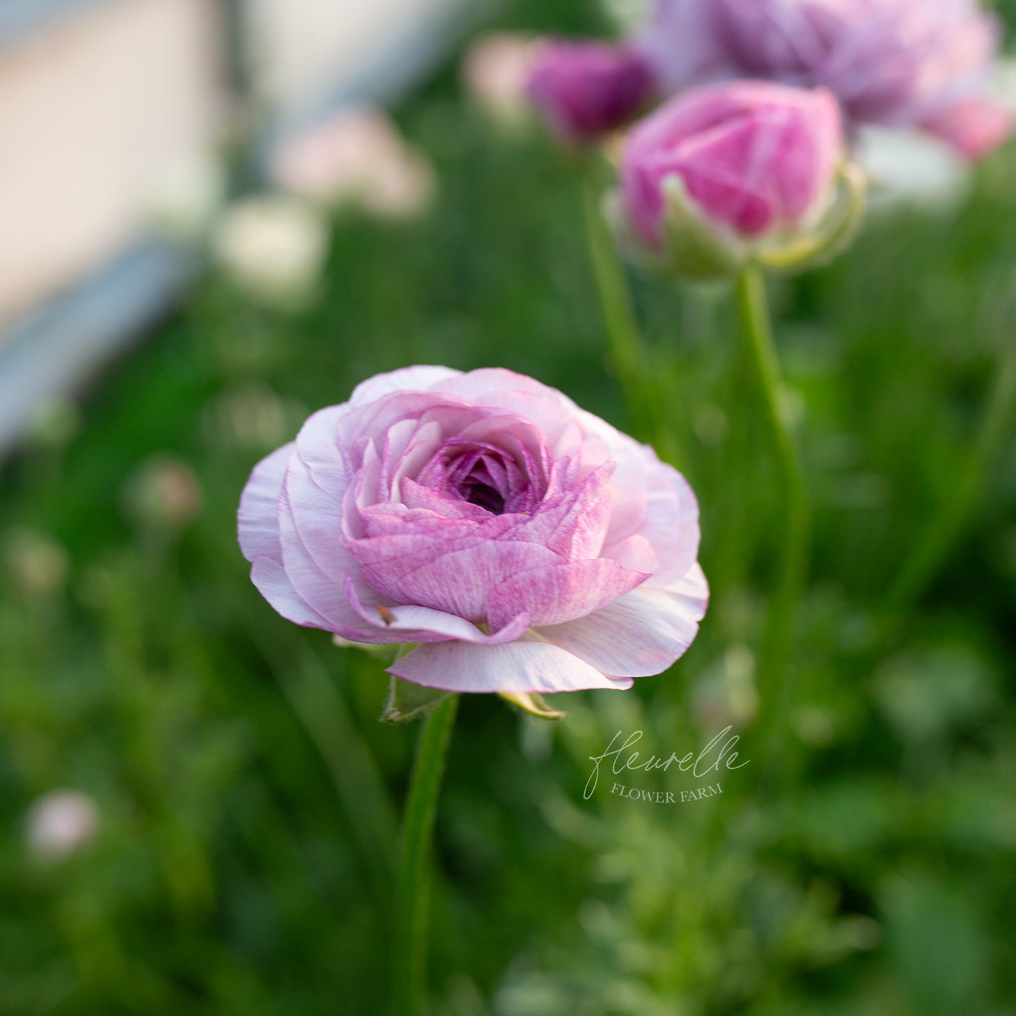 Ranunculus 'Purple Jean'
