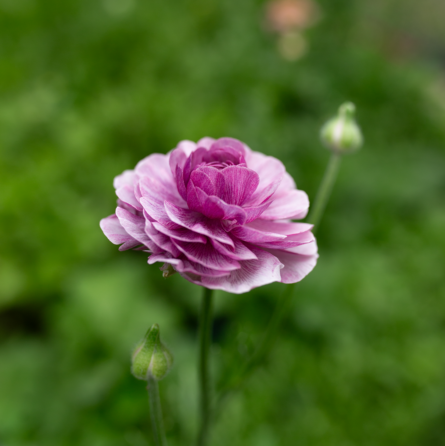 Ranunculus 'Purple Jean'