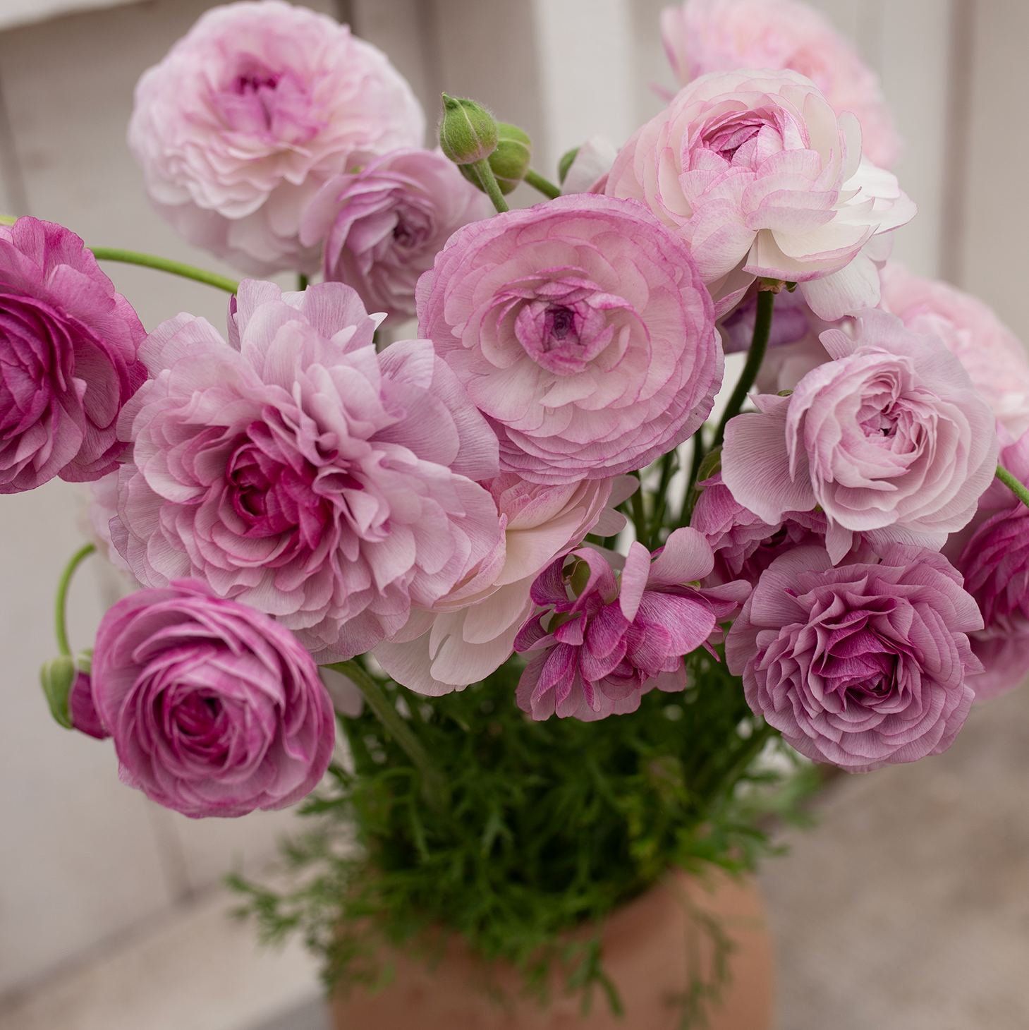 Ranunculus 'Purple Jean'