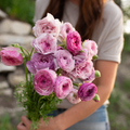 Ranunculus 'Purple Jean'