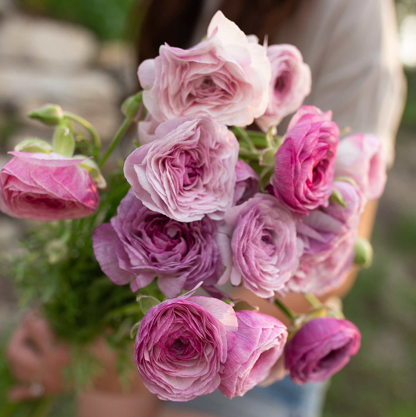 Ranunculus 'Purple Jean'