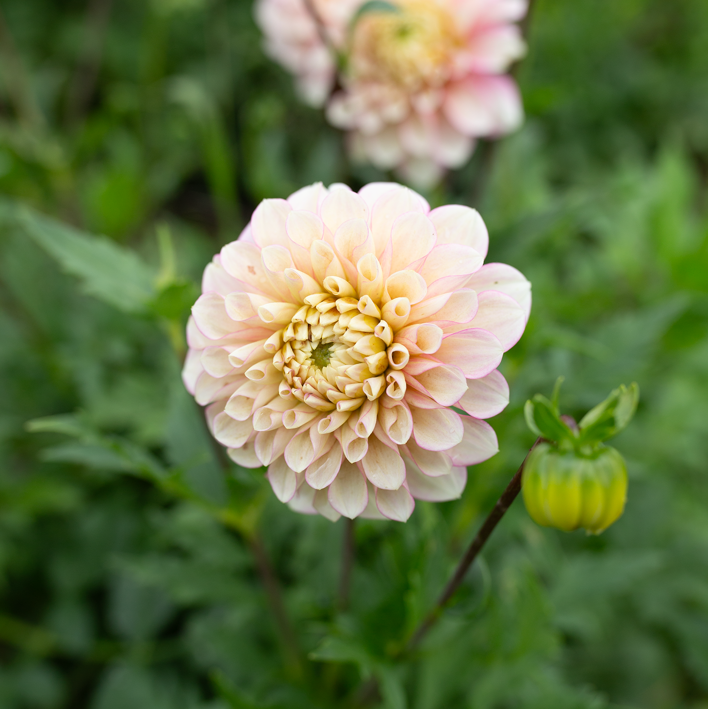 Dahlia 'RF Dorothy'
