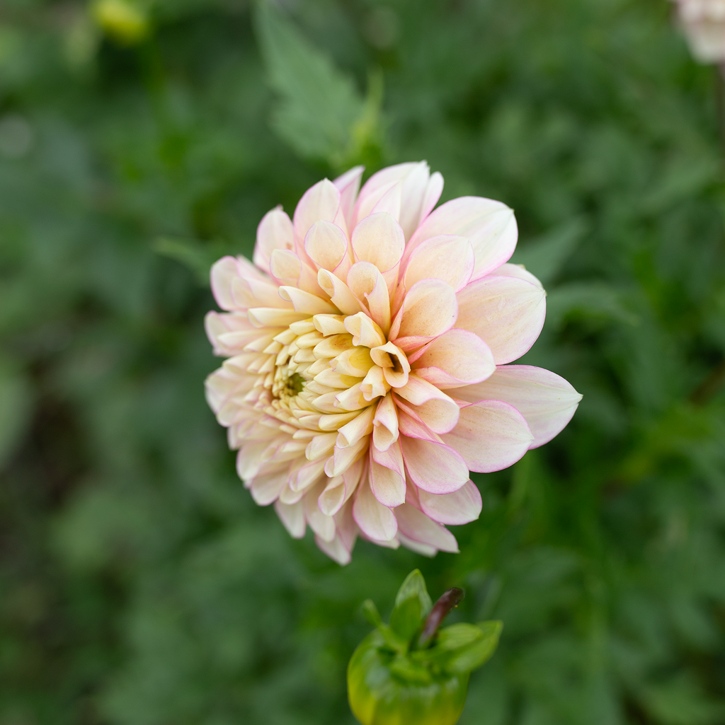 Dahlia 'RF Dorothy'