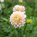 Dahlia 'RF Dorothy'