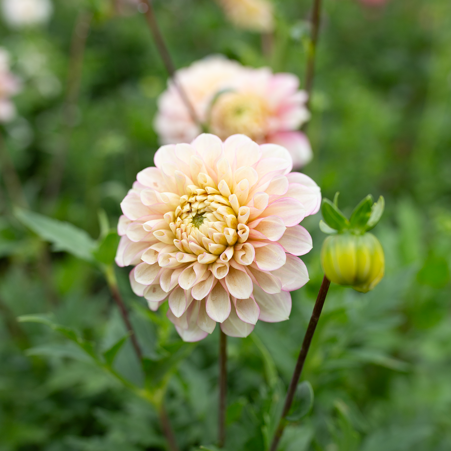 Dahlia 'RF Dorothy'
