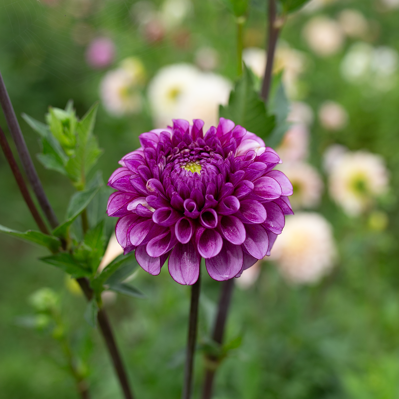 Dahlia 'RF Mira'
