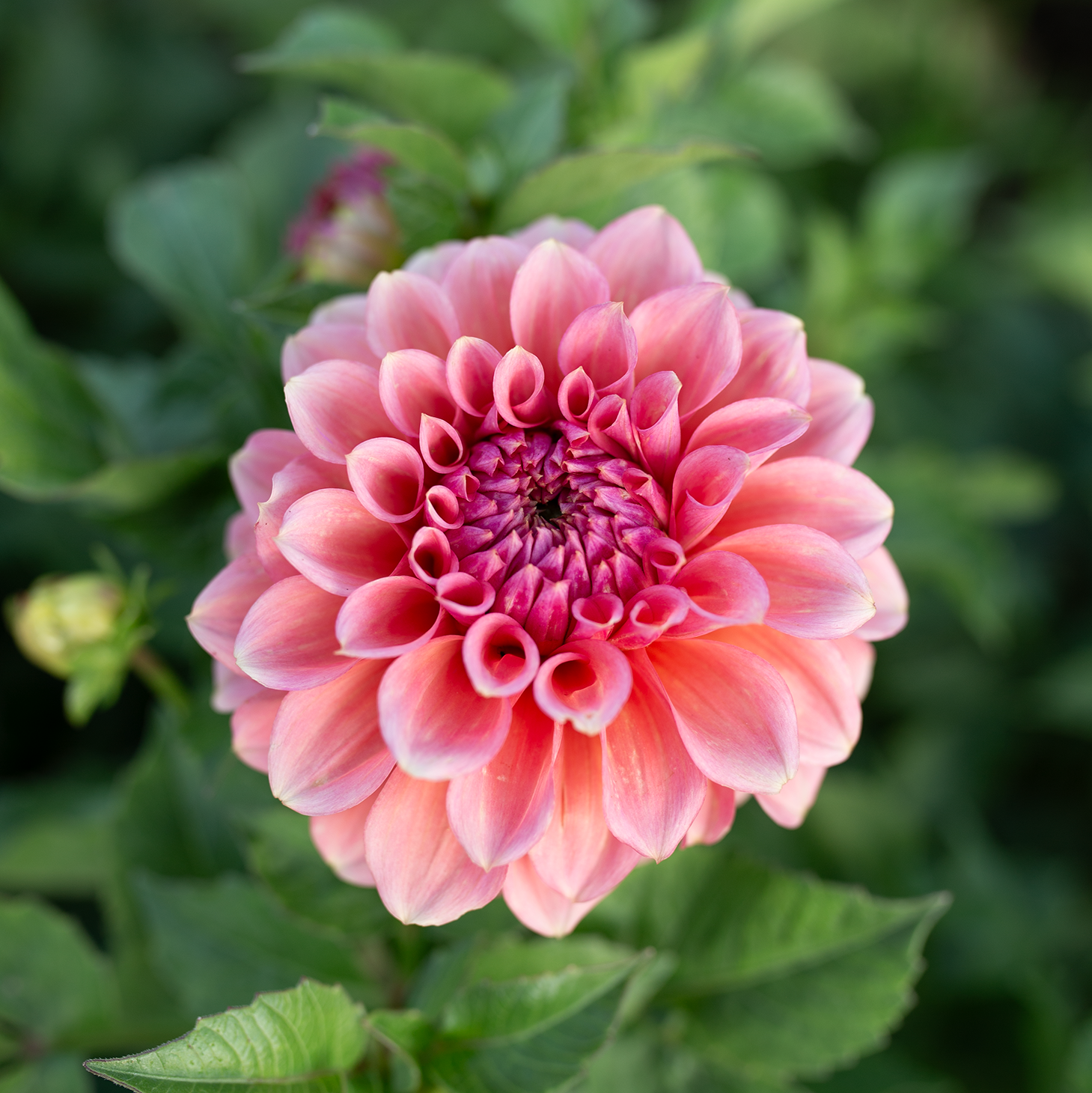 Dahlia 'RM Pink Sugar'