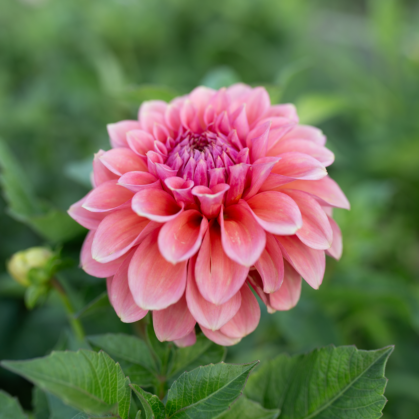 Dahlia 'RM Pink Sugar'