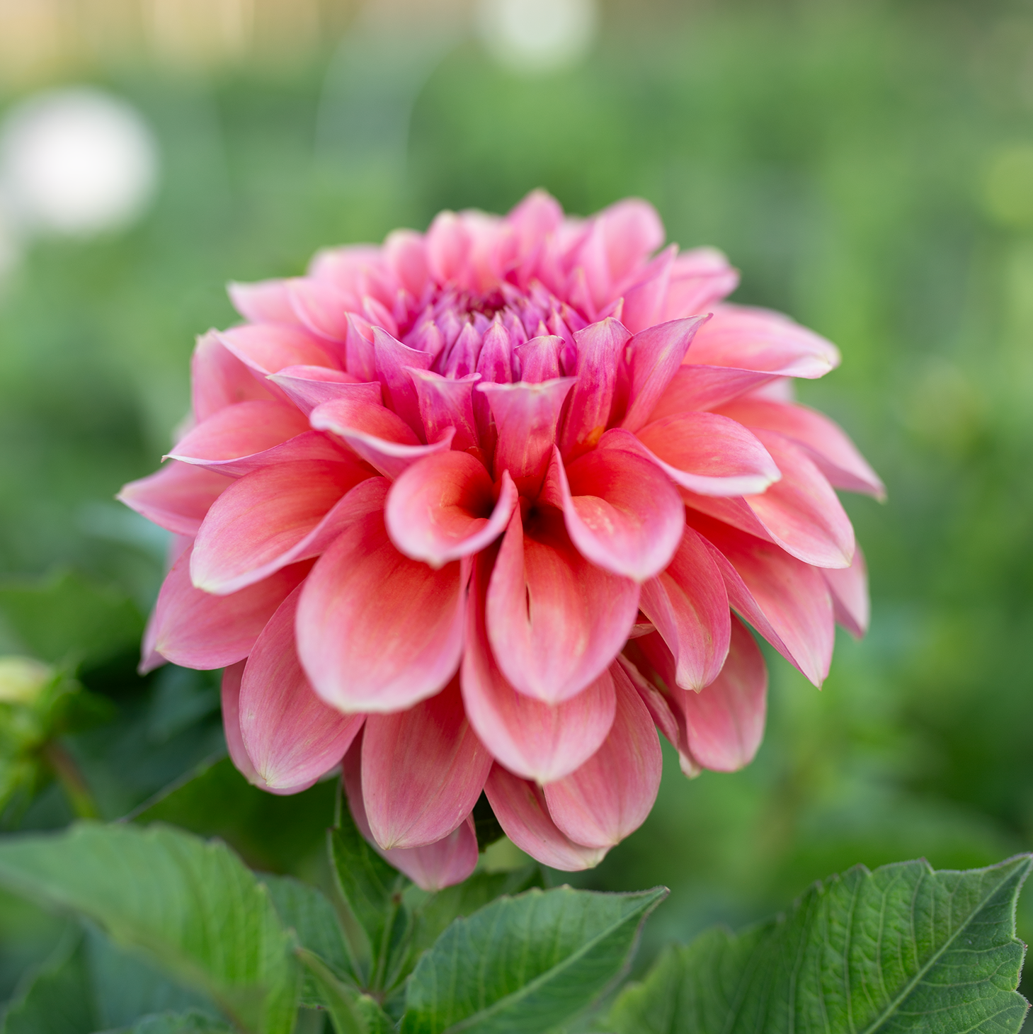 Dahlia 'RM Pink Sugar'