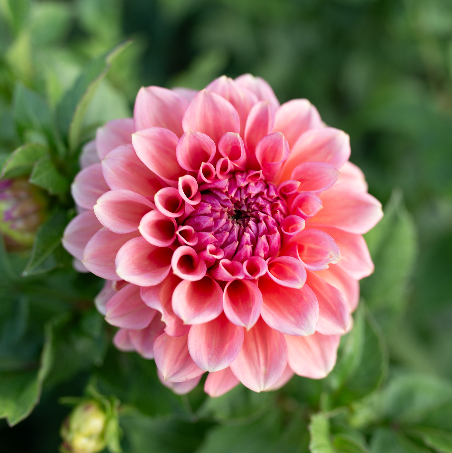 Dahlia 'RM Pink Sugar'