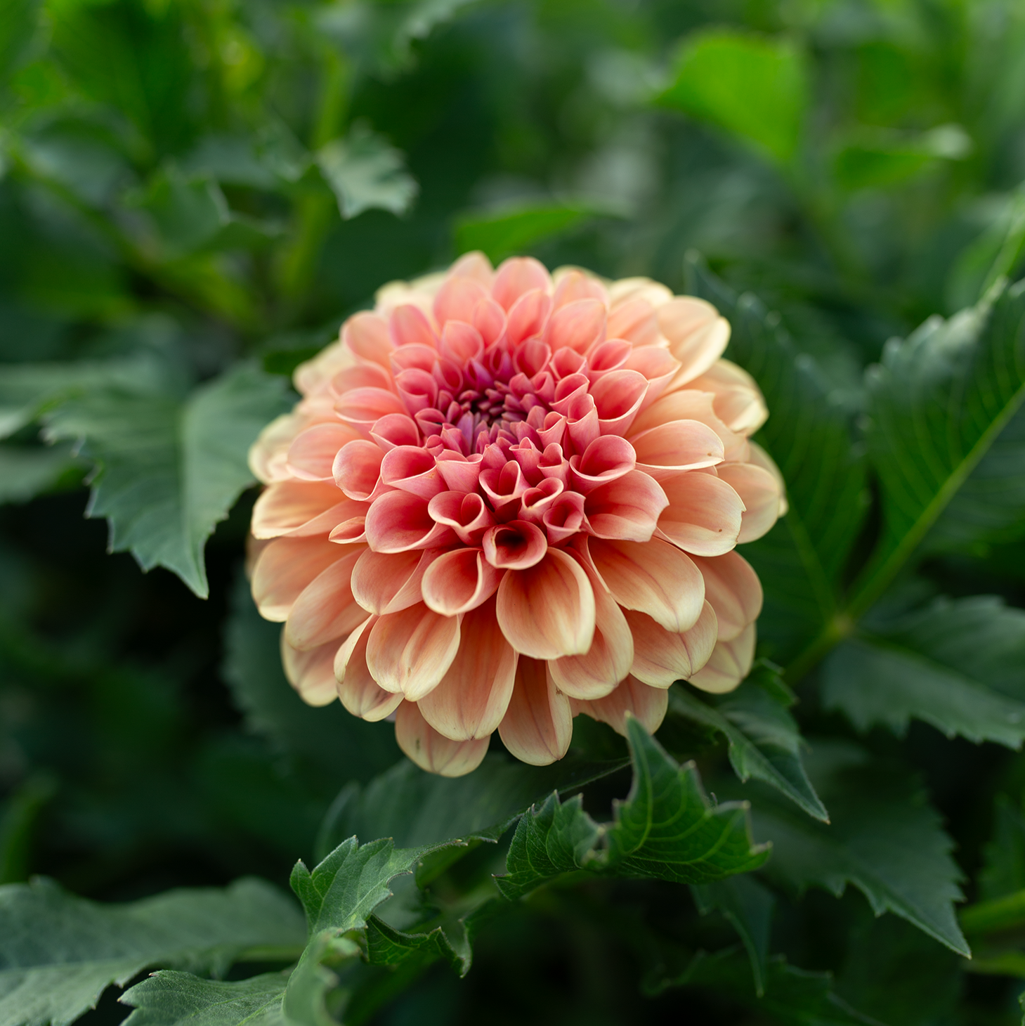 Farm Grown Dahlia Tubers | Shipping Canada Wide! – Page 2