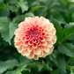 Dahlia 'RM Tarnished'