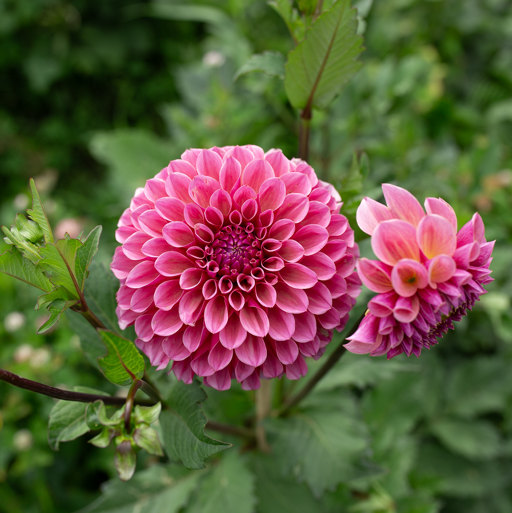 Dahlia 'RM Berry Kiss'