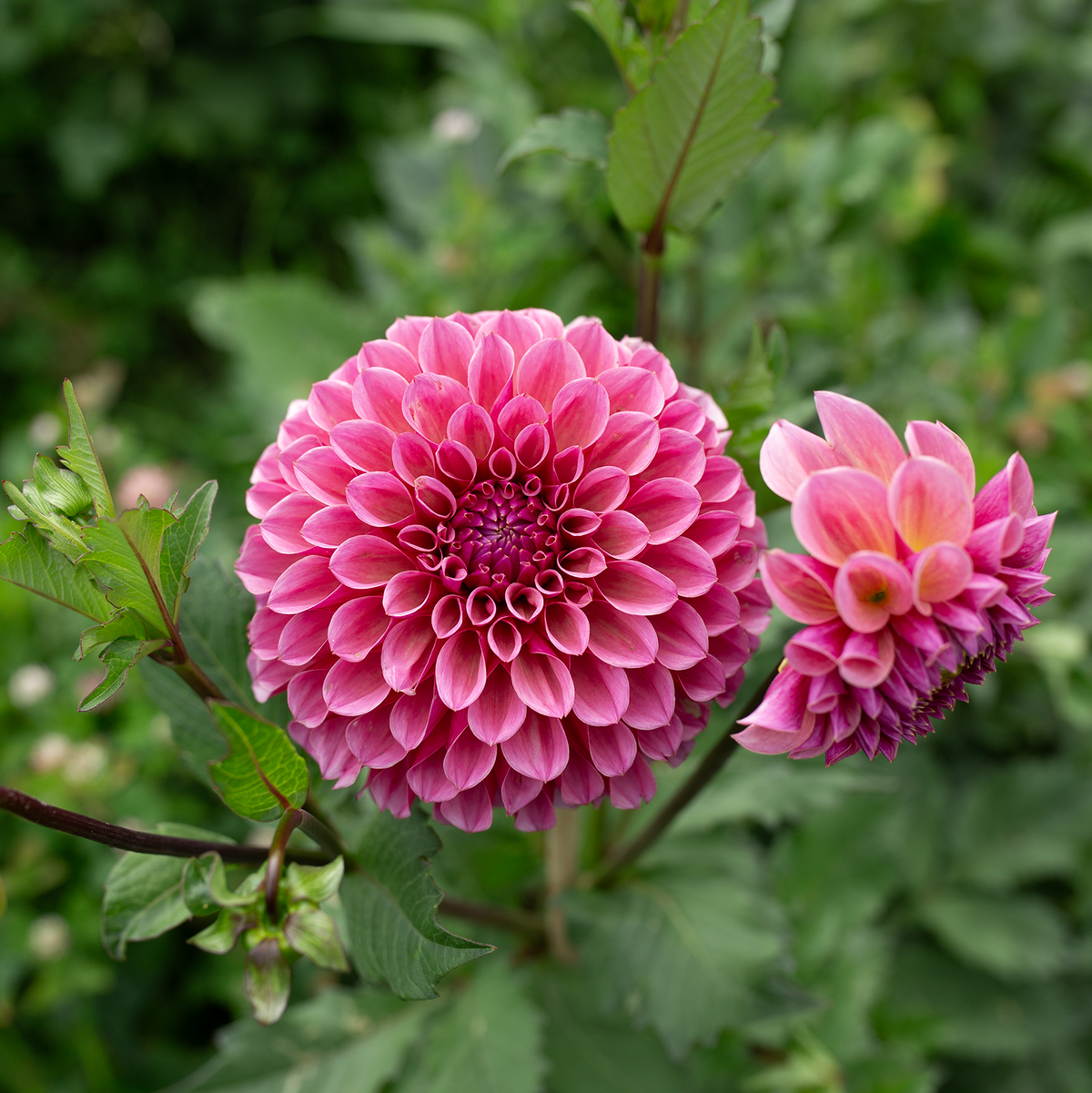 Dahlia 'RM Berry Kiss'