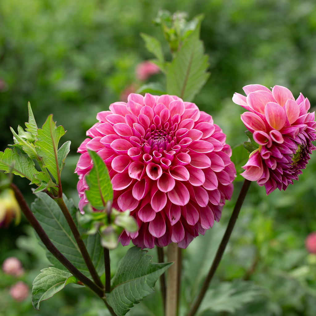 Dahlia 'RM Berry Kiss'