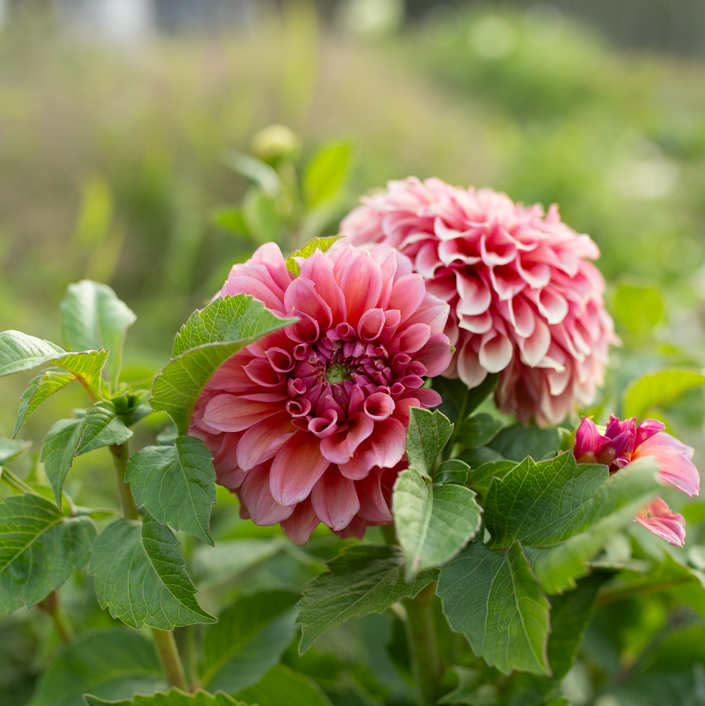 Dahlia 'RM Pink Sugar'