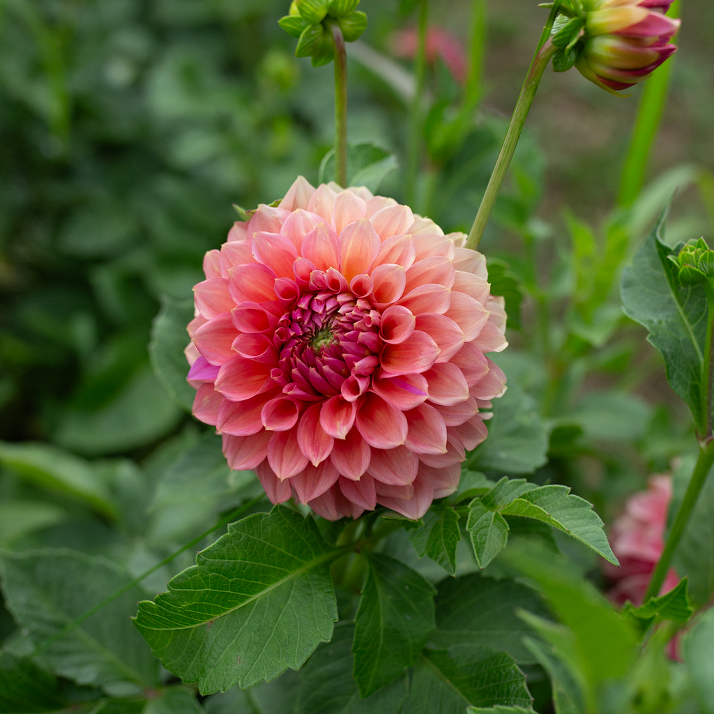 Dahlia 'RM Pink Sugar'