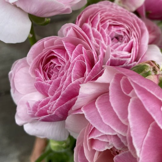 Ranunculus 'Porcelaine'