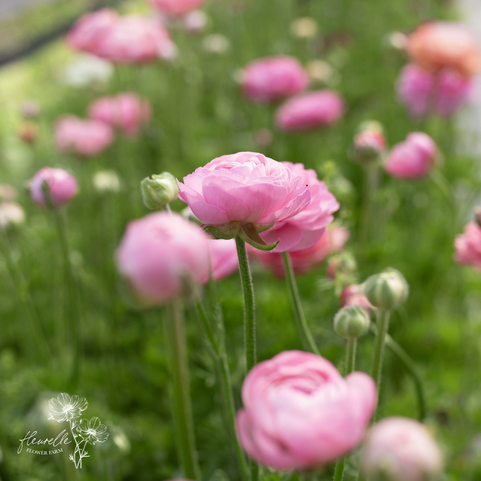 Ranunculus 'Barby'