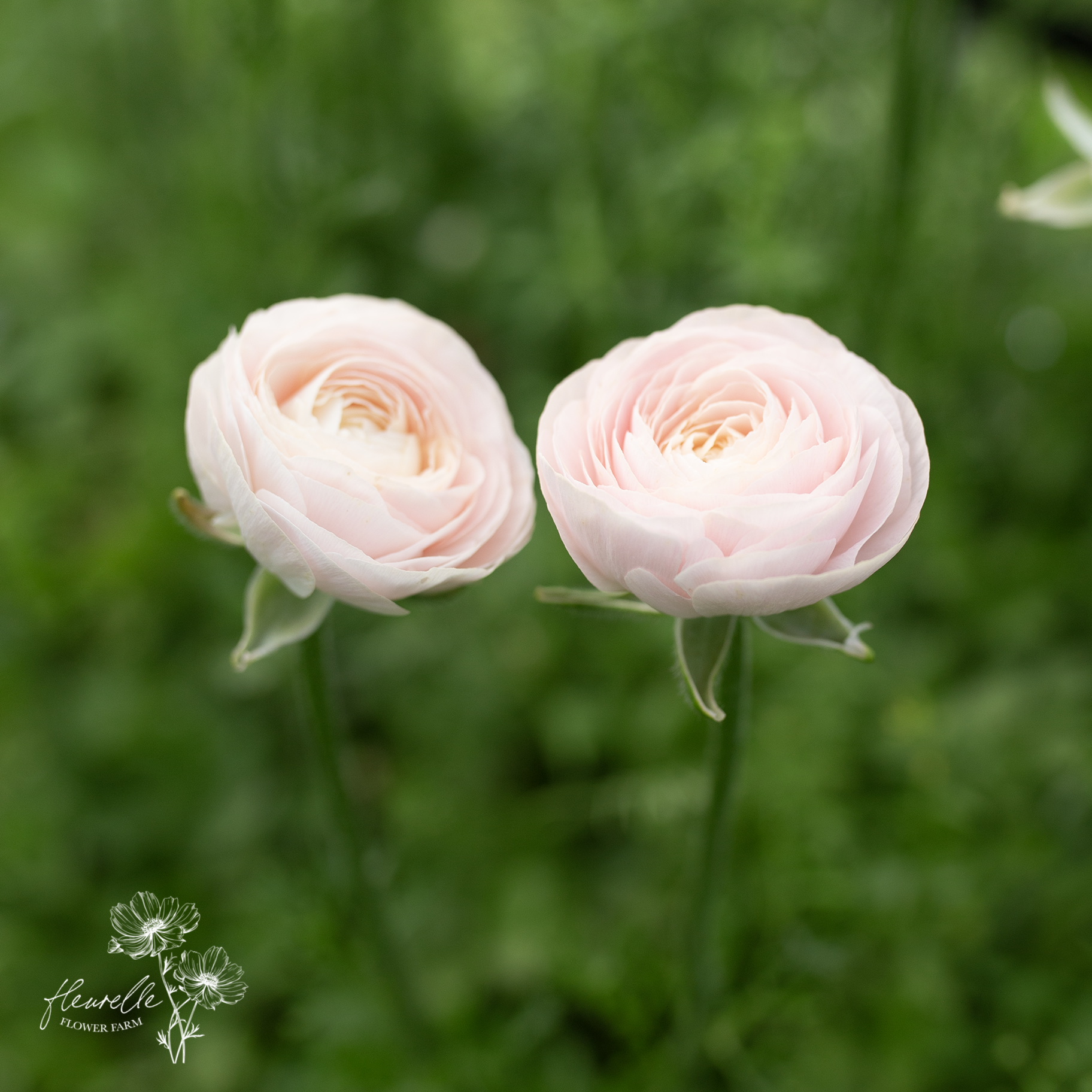Ranunculus 'Chamallow'