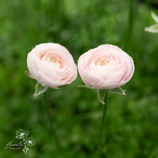 Ranunculus 'Chamallow'