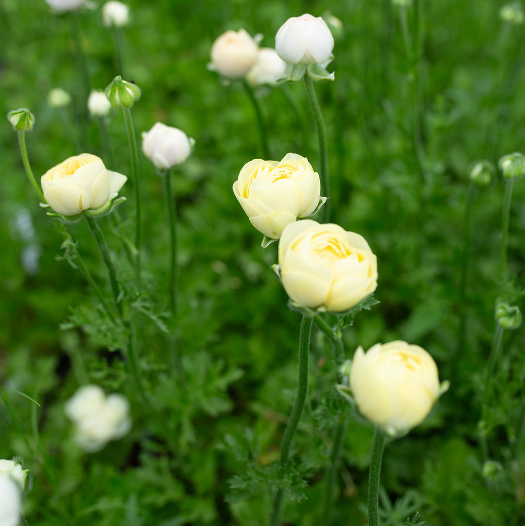Ranunculus 'Cream'