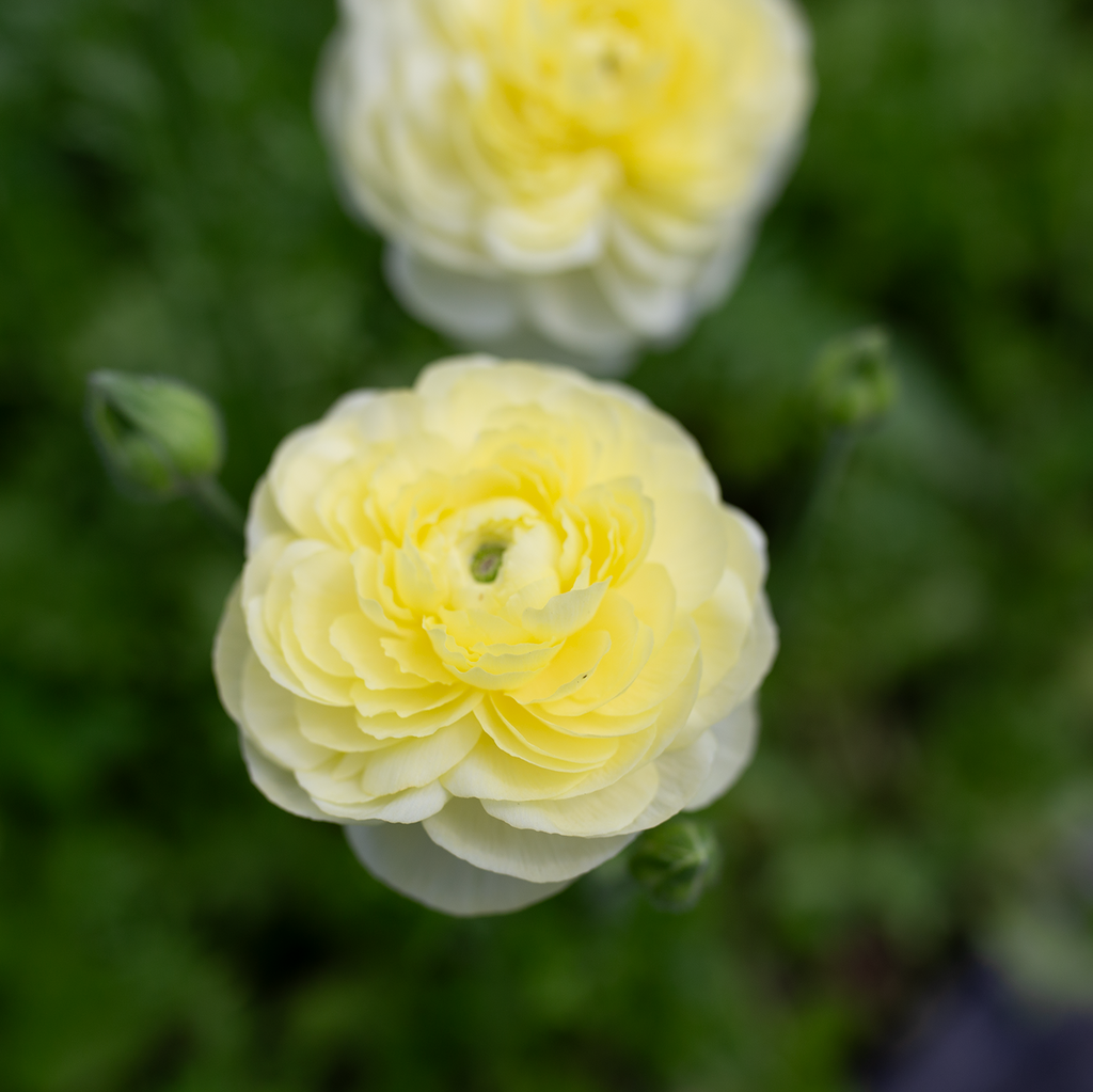 Ranunculus 'Cream'