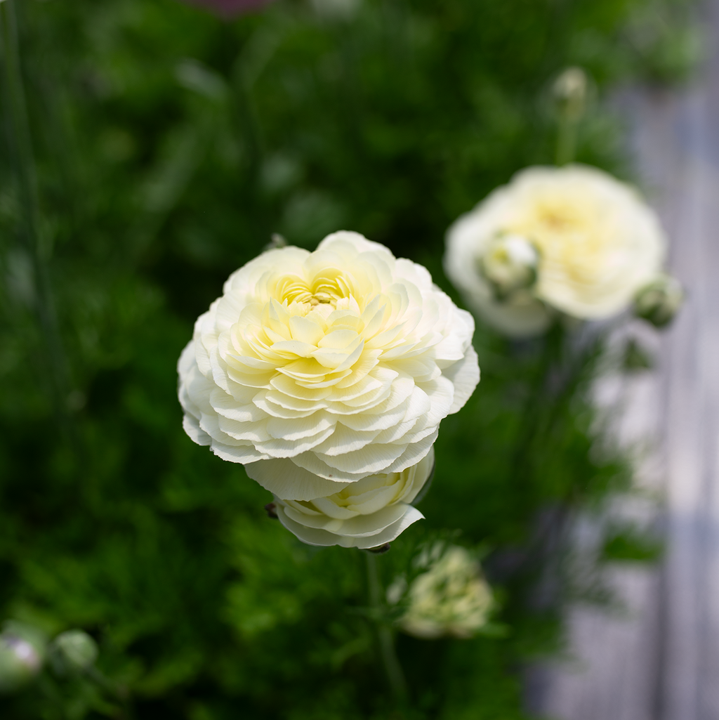 Ranunculus 'Cream'