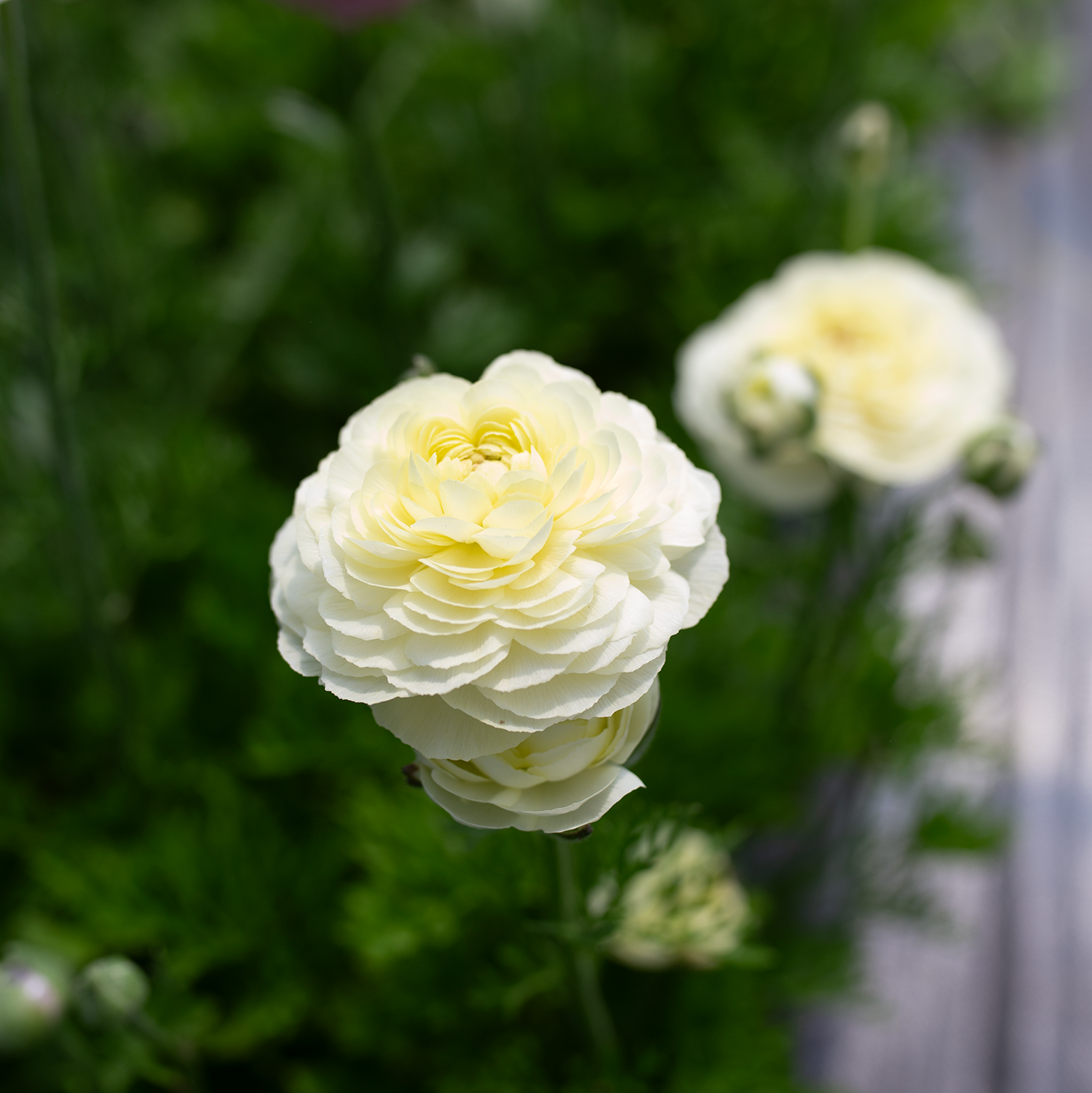Ranunculus 'Cream'
