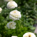 Ranunculus 'Iceberg'