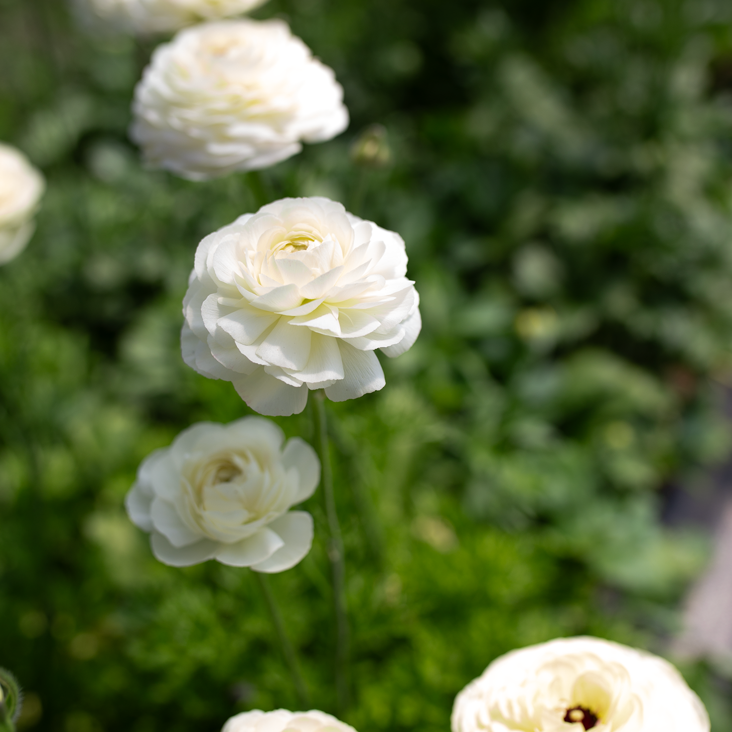 Ranunculus 'Iceberg'