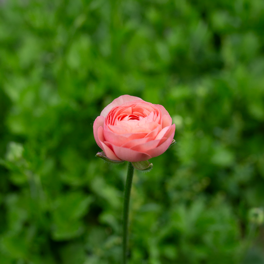 Ranunculus 'Lisa'