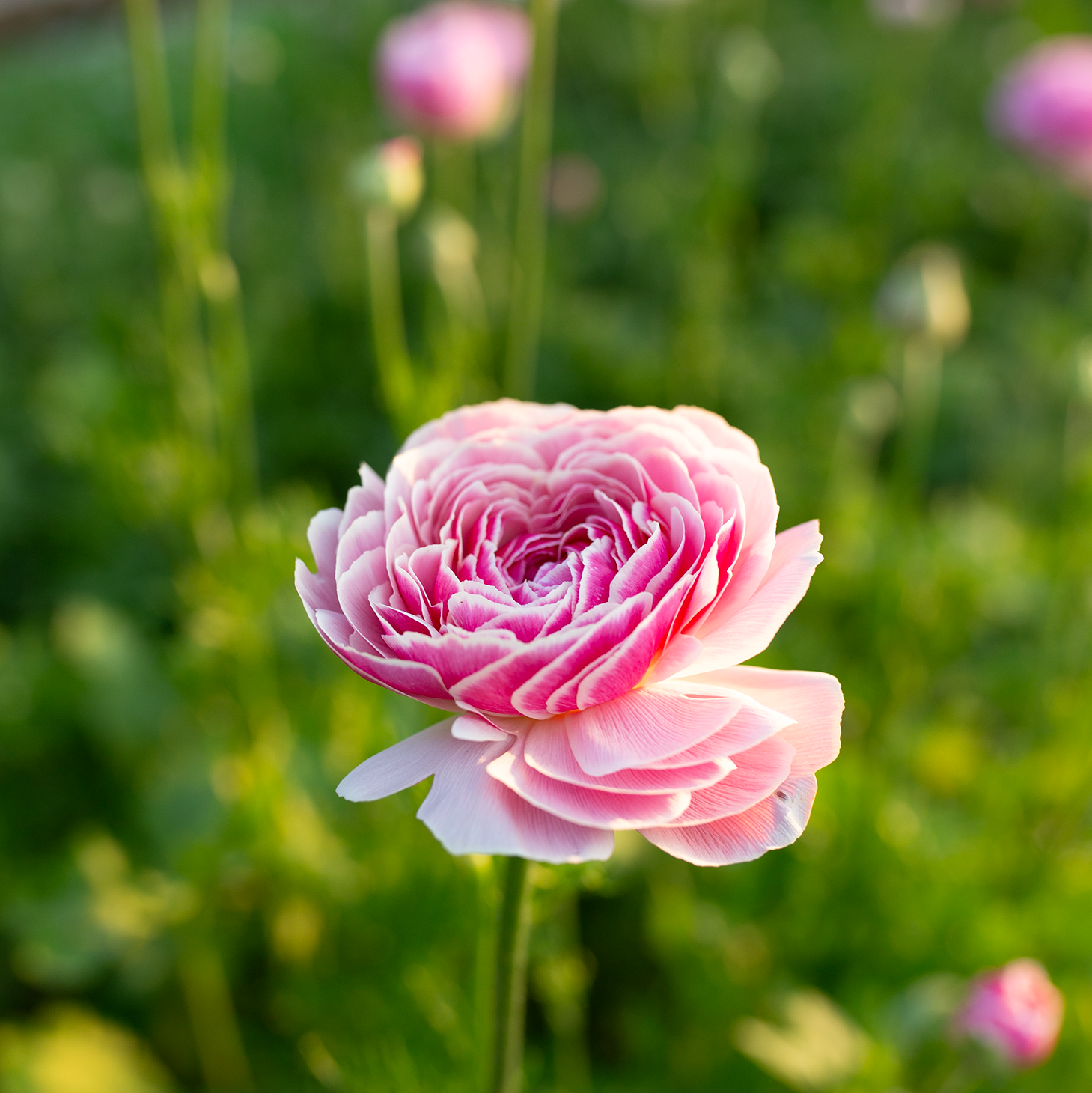 Ranunculus 'Porcelaine'